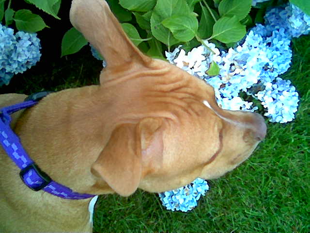 Tasha